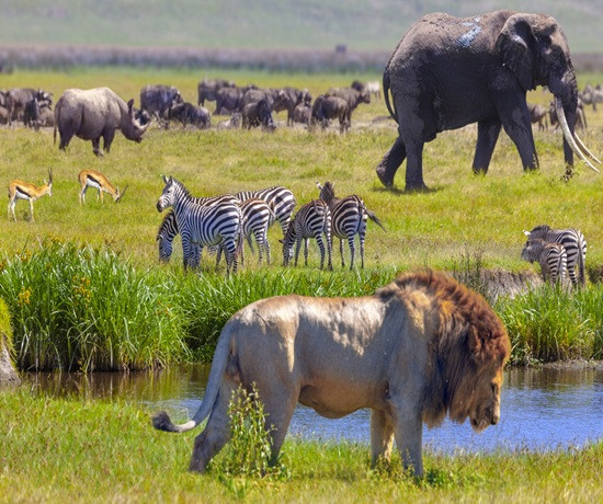  �FRICA SELVAGEM ? TANZ�NIA, O ESPET�CULO DA GRANDE MIGRA��O DOS ANIMAIS E �FRICA DO SUL